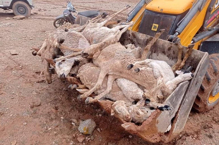طوفان السيول الجارفة يتسبب في نفوق عشرات المواشي ويستنفر السلطات المحلية