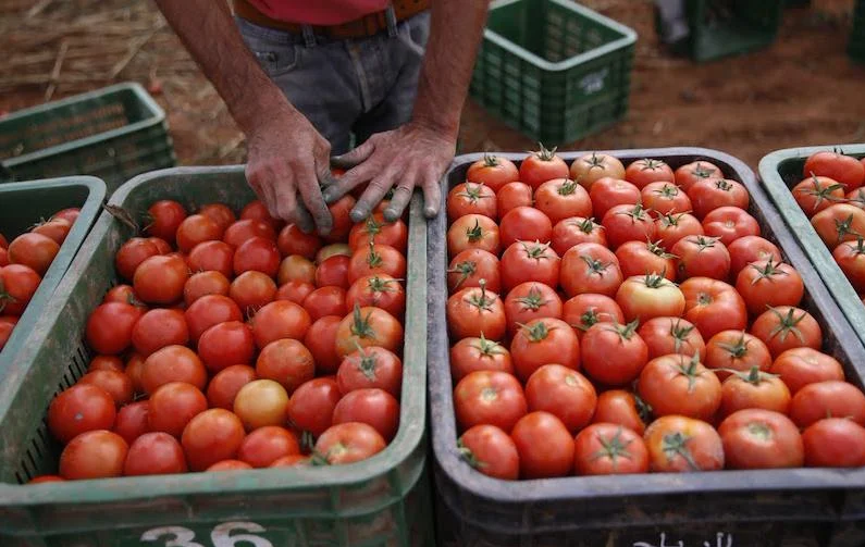 الرباط: ارتفاع الأسعار ومنع تصدير الطماطم محور اجتماع المنتجين مع رئيس الحكومة