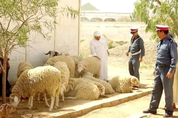 قبل العيد..اعتقال 3 أشخاص وحجز 240 رأس من الغنم مسمنة بفضلات الدواجن