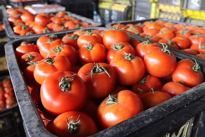 في عز الطلب الخارجي على المنتوج المغربي.. أسعار الطماطم مرشحة للارتفاع أكثر