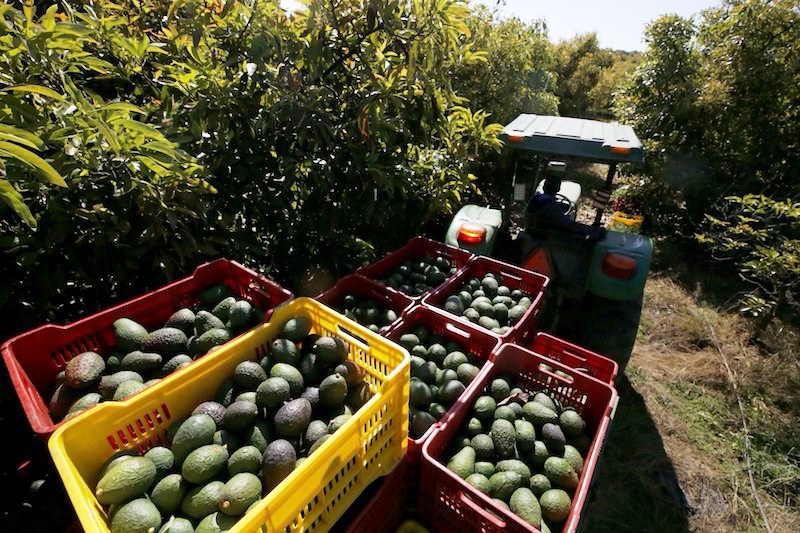MEXICO-US-AVOCADO