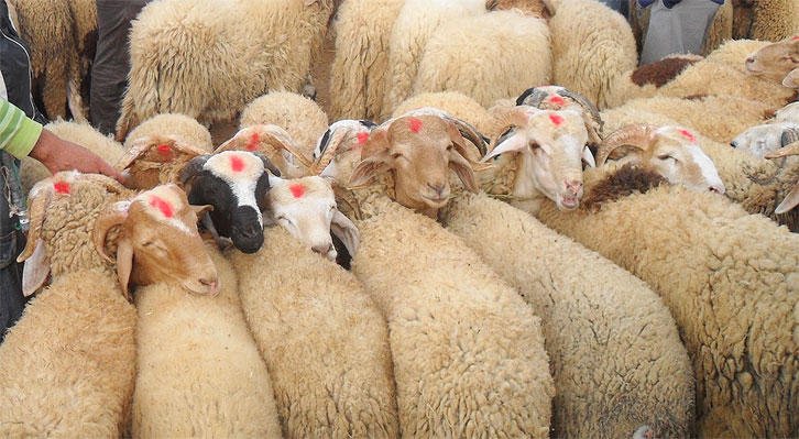 القبض على عصابة متخصصة في سرقة الأغنام بالبروج إقليم السطات