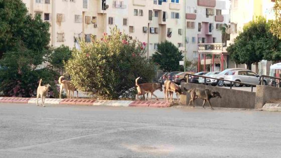 سكان حي المنصور يعيشون في رعب بسبب انتشار الكلاب الضالة ومطالب بتدخل عاجل