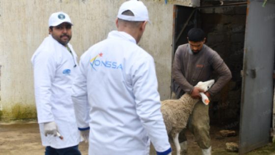 القصر الكبير .. تنظيم قافلة بيطرية ميدانية لمعالجة وتلقيح الماشية بالمناطق المتضررة من الفيضانات