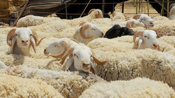 مصطفى بايتاس: وفرة الكلأ وانتعاش المراعي يعززان قطيع الماشية ويطمئنان بشأن أضحية العيد